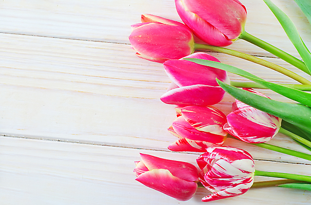 포토 JPG 해외이미지 디자인 계절 꽃잎 꽃 선 줄기 분홍색 꽃다발 백그라운드 잎 꽃무늬 패턴 자연 탁자 휴가 부활절 발렌타인데이 사랑 사람없음 목재 초록색 우주 보라색 페인트 봄 튤립 벚꽃 축하 판넬 생일 그룹 우아함 부식 질감 내추럴 해외202004 해외포토 나무 식물 기념일 감정 컬러 가구 컨셉 무늬 재료 데이이벤트 생태계 파일형식 이미지허브