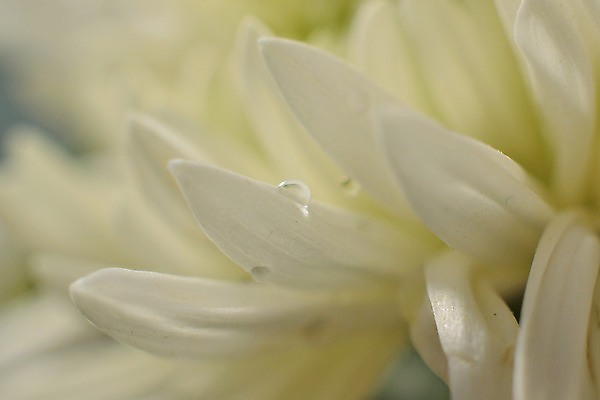 포토 JPG 해외이미지 식물 꽃잎 꽃 백그라운드 꽃무늬 자연 추상 발렌타인데이 사랑 사람없음 가로 여름 활발 벚꽃 흰색 물방울 신선 이슬 질감 보케 부드러움 내추럴 고립 그리너리 해외202004 해외포토 계절 감정 컬러 컨셉 무늬 데이이벤트 감각 생태계 파일형식 트랜드컬러 이미지허브