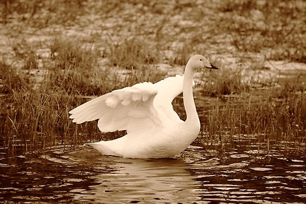 포토 JPG 해외이미지 주간 한마리 호수 사람없음 야외 백조 해외202004 해외포토 자연요소 1 조류 파일형식 이미지허브