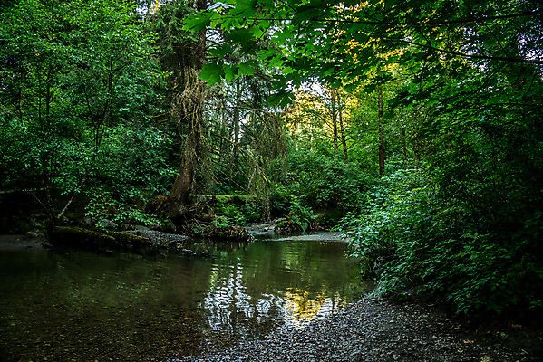 포토 JPG 해외이미지 나무 식물 공원 여행 백그라운드 잎 자연 풍경 사람없음 야외 목재 초록색 빛 햇빛 반사 환경 정원 하이킹 성장 나뭇가지 신선 개울 숲 큼 열대우림 상록수 웅장함 해외202004 해외포토 공공시설 컬러 재료 레저 강 태양 크기 생태계 파일형식 이미지허브