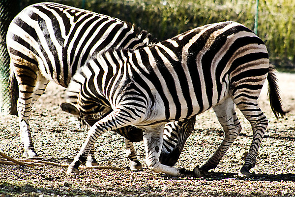 포토 JPG 해외이미지 야생동물 선 패턴 포유류 아프리카 자연 놀이 초식동물 동물원 사람없음 야외 검은색 줄무늬 흰색 얼룩말 해외202004 해외포토 동물 나라 컬러 무늬 말_동물 생태계 파일형식 이미지허브