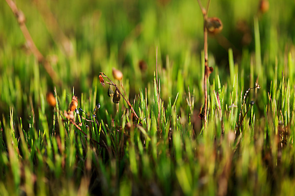 포토 JPG 해외이미지 식물 배너 계절 꽃 백그라운드 밭 자연 벽지 추상 풍경 잔디 사람없음 야외 초록색 여름 우주 환경 정원 맑음 성장 질감 생물학 낭비 블러 생태학 추가 해외202004 해외포토 교육 컬러 컨셉 무늬 농업 날씨 생태계 파일형식 이미지허브