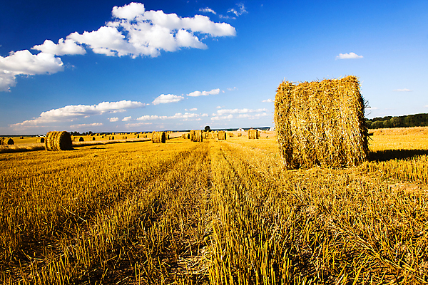 포토 JPG 해외이미지 주간 농업 하늘 사람없음 야외 농경지 짚더미 해외202004 해외포토 자연요소 산업 농장 볏짚 파일형식 더미 이미지허브