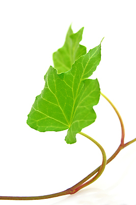 포토 JPG 해외이미지 식물 벽 줄기 백그라운드 잎 자연 프레임 사람없음 장식 초록색 여름 정원 봄 성장 흰색 나뭇가지 신선 닫기 덩굴 묘사 원예 아이비 내추럴 고립 바이탈 그리너리 해외202004 해외포토 나무 계절 컬러 모션 취미 생태계 파일형식 트랜드컬러 이미지허브