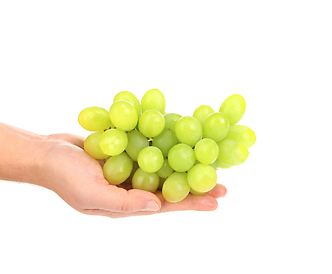 포토 JPG 해외이미지 식물 손 음식 과일 손가락 자연 포도 건강 사람없음 가로 세로 초록색 여름 빛 계곡 어둠 수확 나뭇가지 신선 잡기 닫기 맛 큼 다발 유기농 날것 포도밭 포도나무 10월 고립 숙성 채식주의자 토스카나 해외202004 해외포토 나무 웰빙 계절 컬러 컨셉 밭 농업 모션 신체부위 이탈리아 날짜 크기 과일나무 생태계 채식 파일형식 이미지허브