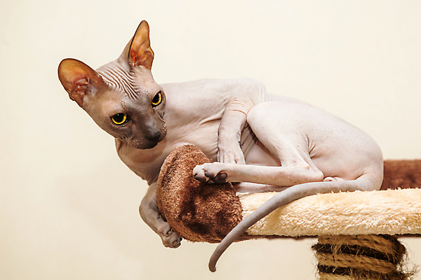 포토 JPG 해외이미지 한마리 응시 실내 사람없음 반려동물 눕기 귀여움 고양이 베이지색배경 스핑크스고양이 반려묘 해외202004 해외포토 동물 1 시선 백그라운드 컨셉 포유류 모션 내부 베이지색 파일형식 이미지허브