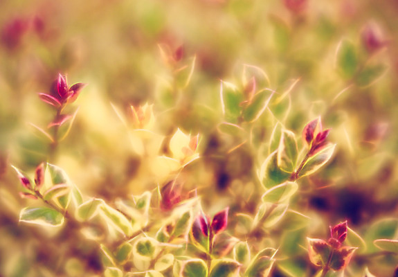 포토 JPG 해외이미지 식물 계절 꽃잎 꽃 아시아 분홍색 잎 자연 요정 이야기 사람없음 장식 초록색 여름 빛 정원 봄 벚꽃 개화 소프트포커스 신비 관목 부드러움 마법 동쪽 빛망울 내추럴 광 꽃수술 블러 해외202004 해외포토 나무 나라 컬러 컨셉 촬영기법 감각 방향 생태계 파일형식 이미지허브