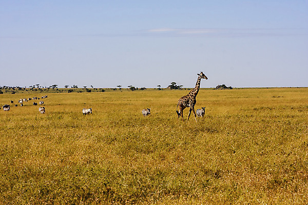 포토 JPG 해외이미지 구름 야생동물 무늬 포유류 아프리카 풍경 사람없음 파란색 머리 큼 기린 동물상 탄자니아 해외202004 해외포토 자연요소 동물 나라 컬러 신체부위 조형물 크기 파일형식 이미지허브