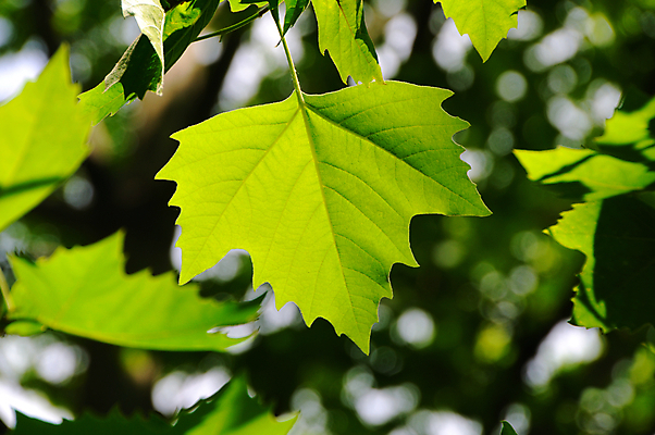 포토 JPG 해외이미지 나무 식물 공원 백그라운드 단풍 잎 자연 추상 새로움 기술 사람없음 야외 초록색 여름 빛 햇빛 환경 활발 나뭇가지 신선 투명 숲 유기농 문학 해외202004 해외포토 웰빙 계절 공공시설 컬러 컨셉 무늬 태양 생태계 파일형식 이미지허브