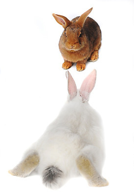 포토 JPG 해외이미지 동물 1 응시 백그라운드 2 부활절 털 앉기 사람없음 반려동물 갈색 흰색 토끼 관찰 설치류 작음 모피 자르기 싱글 귀 고립 해외202004 해외포토 시선 기념일 컬러 포유류 모션 신체부위 크기 파일형식 이미지허브