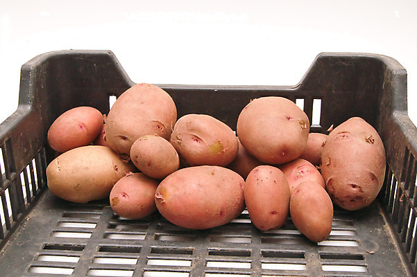 포토 JPG 해외이미지 음식 농업 다이어트 채소 재료 자연 감자 건강 요리 사람없음 목재 농작물 상자 농장 갈색 정원 수확 신선 시장 나무상자 컨테이너 다발 유기농 날것 내추럴 고립 밭일 많음 해외202004 해외포토 나무 웰빙 산업 컬러 컨셉 생태계 파일형식 이미지허브