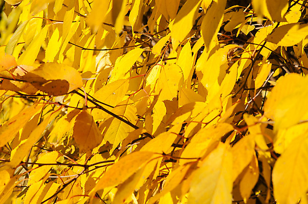 포토 JPG 해외이미지 나무 식물 계절 공원 백그라운드 컨셉 단풍 잎 패턴 오렌지 자연 벽지 하늘 추상 프레임 건조 사람없음 야외 빨간색 빛 컬러풀 햇빛 태양 노란색 환경 맑음 활발 가을 나뭇가지 황금 숲 유기농 질감 보케 내추럴 블러 해외202004 해외포토 자연요소 웰빙 공공시설 컬러 무늬 과일 날씨 생태계 파일형식 이미지허브