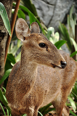 포토 JPG 해외이미지 동물 여자 얼굴 야생동물 밭 신체 포유류 자연 초식동물 사슴 생물 뿔 동물원 동양인 사람없음 야외 목재 여름 갈색 환경 달러 흰색 시골 그룹 보호 목표 숲 작음 먹이 사파리 묘사 생물학 사냥 조심 멸종 서식지 리빙 경보 동물상 암사슴 해외202004 해외포토 나무 계절 교육 컬러 컨셉 돈 농업 재료 사람 인종 신체부위 조형물 크기 암컷 생태계 파일형식 이미지허브