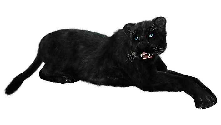 포토 JPG 해외이미지 동물 야생동물 백그라운드 포유류 휴식 생물 사람없음 쌓기 검은색 고양이 흰색 큼 육식동물 멸종 표범 고립 해외202004 해외포토 컬러 컨셉 모션 반려동물 크기 파일형식 이미지허브