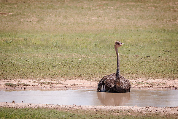 포토 JPG 해외이미지 동물 공원 야생동물 여행 아프리카 자연 조류 사람없음 야외 물 머리 환경 황무지 보호 숲 사파리 깃털 생태계 타조 내추럴 동물상 해외202004 해외포토 자연요소 공공시설 나라 컨셉 신체부위 조형물 파일형식 이미지허브
