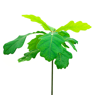 포토 JPG 해외이미지 나무 식물 줄기 잎 새로움 관리 씨앗 사람없음 목재 초록색 새싹 신장 떨어짐 냄비 숲 도토리 시트 박테리아 모종 묘목 삼림지대 생태학 해외202004 해외포토 교육 컬러 컨셉 재료 의학 견과류 비뇨기관 솥 파일형식 이미지허브