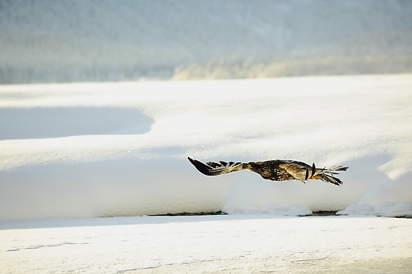 포토 JPG 해외이미지 나무 동물 야생동물 바다 여행 날개 자연 조류 안테나 사람없음 야외 물 파란색 강 일출 미국 힘 일몰 자유 흰색 기도 비행 먹이 대표 심볼 깃털 속도 독수리 육식동물 대머리 사냥꾼 멸종 알래스카 공격적 독립 무료 웅장함 힘찬 해외202004 해외포토 자연요소 식물 직업 헤어스타일 컬러 컨셉 북아메리카 통신 노을 생태계 파일형식 이미지허브