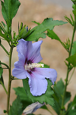 포토 JPG 해외이미지 식물 꽃 잎 자연 사람없음 야외 초록색 여름 파란색 정원 보라색 닫기 해외202004 해외포토 계절 컬러 모션 생태계 파일형식 이미지허브
