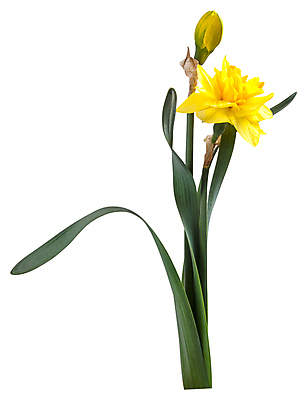 포토 JPG 해외이미지 식물 계절 꽃 줄기 꽃다발 백그라운드 잎 오렌지 자연 휴가 부활절 발렌타인데이 선물 사랑 사람없음 장식 빨간색 초록색 컬러풀 노란색 정원 봄 벚꽃 흰색 축하 인사 신선 신용카드 우아함 다발 심볼 오브젝트 엽서 수선화 내추럴 고립 해외202004 해외포토 기념일 감정 컬러 컨셉 과일 데이이벤트 금융 예절 편지 생태계 파일형식 이미지허브