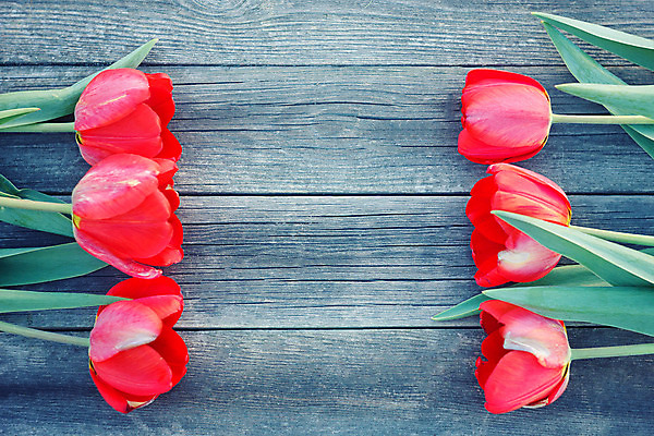 포토 JPG 해외이미지 식물 디자인 꽃 분홍색 꽃다발 백그라운드 컨셉 잎 꽃무늬 자연 휴가 발렌타인데이 선물 사랑 사람없음 목재 빨간색 초록색 컬러풀 노란색 우주 봄 튤립 벚꽃 흰색 시골 축하 신선 생일 개화 정상 다발 질감 내추럴 해외202004 해외포토 나무 계절 기념일 감정 컬러 무늬 재료 데이이벤트 생태계 파일형식 이미지허브