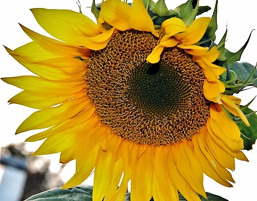 포토 JPG 해외이미지 식물 구름 꽃잎 꽃 지구 백그라운드 잎 꽃무늬 밭 농업 오렌지 자연 하늘 해바라기 씨앗 사람없음 야외 초록색 여름 파란색 농작물 컬러풀 햇빛 태양 노란색 정원 맑음 봄 활발 성장 벚꽃 시골 원형 개화 유기농 꽃가루 내추럴 해외202004 해외포토 자연요소 도형 웰빙 계절 산업 컬러 컨셉 무늬 과일 날씨 가루 생태계 파일형식 이미지허브