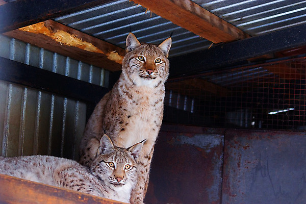 포토 JPG 해외이미지 동물 1 응시 유럽 얼굴 야생동물 백그라운드 캐나다 겨울 포유류 자연 생물 털 노르웨이 사람없음 컬러풀 머리 고양이 중국 추위 코트 가을 흰색 황무지 닫기 숲 위험 큼 북극 러시아 육식동물 사냥꾼 북쪽 서식지 내추럴 고립 스라소니 해외202004 해외포토 직업 시선 계절 나라 아시아 컬러 컨셉 북아메리카 모션 신체부위 반려동물 외투 크기 극지방 방향 생태계 파일형식 이미지허브