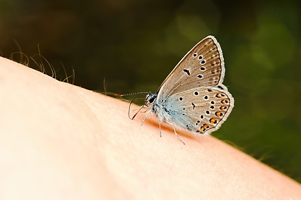 포토 JPG 해외이미지 동물 손 나비 곤충 백그라운드 날개 자연 관리 사람 사람없음 야외 여름 파란색 컬러풀 봄 자유 내추럴 고립 해외202004 해외포토 계절 컬러 컨셉 신체부위 생태계 파일형식 이미지허브