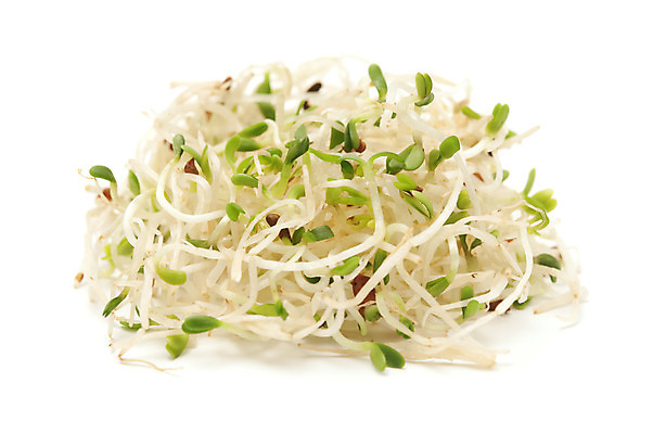 포토 JPG 해외이미지 스튜디오촬영 식물 채소 씨앗 사람없음 약 닫기 자르기 허브 흰배경 고립 정물화 총쏘기 해외202004 해외포토 백그라운드 의학 모션 실내 흰색 그림 파일형식 이미지허브