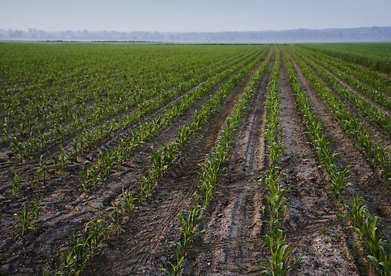 포토 JPG 해외이미지 나무 구름 계절 전통문화 밭 농업 하늘 그림자 옥수수 풍경 사람없음 초록색 여름 농장 봄 줄무늬 가을 농촌 구멍 작음 땅 심플 일렬 평야 호밀 수평선 해외202004 해외포토 자연요소 식물 전통 산업 문화 컬러 무늬 자연 곡류 시골 크기 파일형식 이미지허브