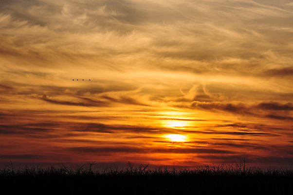 포토 JPG 해외이미지 나무 동물 구름 실루엣 야생동물 바다 백그라운드 날개 오렌지 자연 조류 하늘 사람없음 야외 햇빛 일몰 나뭇가지 내추럴 해외202004 해외포토 자연요소 식물 과일 촬영기법 태양 노을 생태계 파일형식 이미지허브