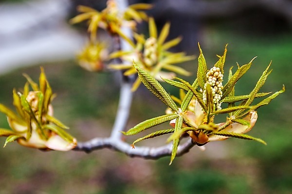 포토 JPG 해외이미지 나무 식물 꽃 유럽 백그라운드 잎 청소년 자연 사람없음 야외 초록색 침묵 봄 성장 벚꽃 나뭇가지 신선 개화 작음 발사 부드러움 해외202004 해외포토 계절 나라 컬러 사람 소리 감각 크기 생태계 파일형식 이미지허브