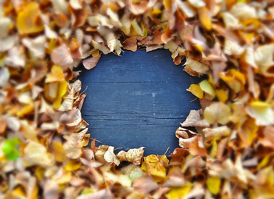 포토 JPG 해외이미지 나무 계절 백그라운드 단풍 잎 오렌지 자연 프레임 사람없음 장식 빨간색 초록색 컬러풀 노란색 가을 황금 숲 묘사 질감 고립 해외202004 해외포토 식물 컬러 과일 생태계 파일형식 이미지허브