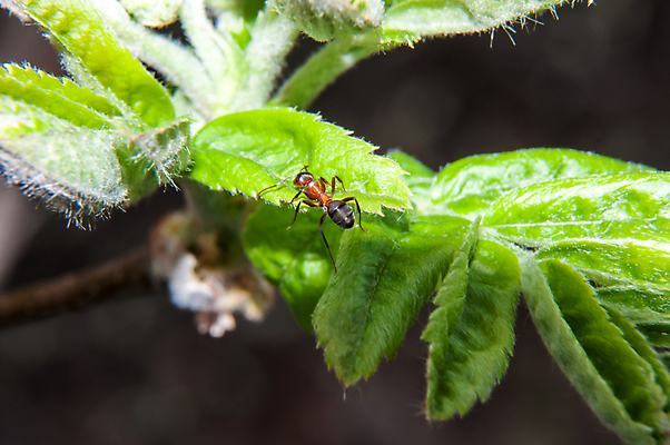 포토 JPG 해외이미지 동물 야생동물 곤충 잎 자연 노동자 안테나 사람없음 목재 여름 흰색 업무 작업 닫기 작음 묘사 생물학 공상 개미 내추럴 동물상 해외202004 해외포토 나무 식물 직업 계절 교육 컬러 재료 통신 모션 조형물 크기 생태계 파일형식 이미지허브