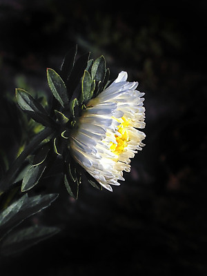 포토 JPG 해외이미지 식물 계절 꽃잎 꽃 줄기 꽃다발 잎 꽃무늬 자연 선물 사람없음 초록색 여름 컬러풀 머리 정원 보라색 봄 성장 벚꽃 흰색 신선 개화 순수 묘사 싱글 원예 데이지 내추럴 고립 해외202004 해외포토 컬러 컨셉 무늬 취미 신체부위 생태계 파일형식 이미지허브