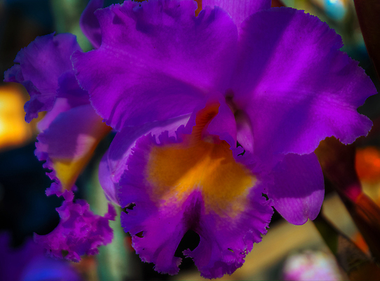 포토 JPG 해외이미지 식물 계절 꽃잎 꽃 꽃다발 백그라운드 꽃무늬 자연 선물 사람없음 장식 초록색 여름 머리 정원 스파 화목 봄 활발 개화 난초 고급 우아함 맛 냄새 아로마 향 단아함 해외202004 해외포토 컬러 컨셉 무늬 신체부위 생태계 파일형식 이미지허브