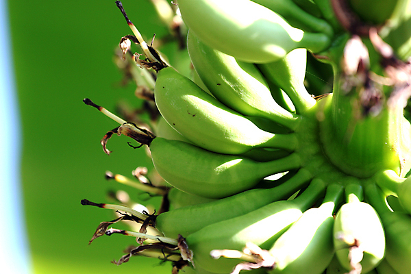 포토 JPG 해외이미지 잎 밭 농업 과일 재료 자연 디저트 바나나 건강 사람없음 농작물 농장 맑음 식사 성장 벚꽃 나뭇가지 시골 달콤 다발 먹기 밭일 숙성 해외202004 해외포토 나무 식물 꽃 산업 음식 모션 날씨 맛 생태계 파일형식 이미지허브
