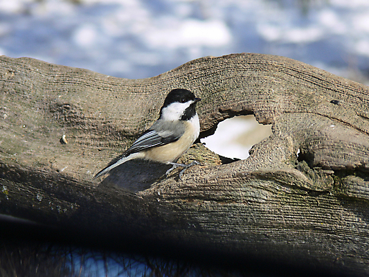 포토 JPG 해외이미지 나무 동물 손 공원 야생동물 음식 캐나다 겨울 날개 자연 조류 씨앗 앉기 사람없음 야외 검은색 추위 흰색 나뭇가지 관찰 숲 작음 먹기 깃털 부리 수유 해외202004 해외포토 식물 계절 공공시설 컬러 북아메리카 모션 신체부위 크기 생태계 파일형식 이미지허브