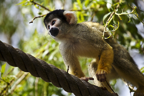 포토 JPG 해외이미지 나무 야생동물 잎 포유류 동물원 사람없음 야외 가로 초록색 갈색 노란색 검은색 나뭇가지 원숭이 해외202004 해외포토 식물 동물 컬러 파일형식 이미지허브