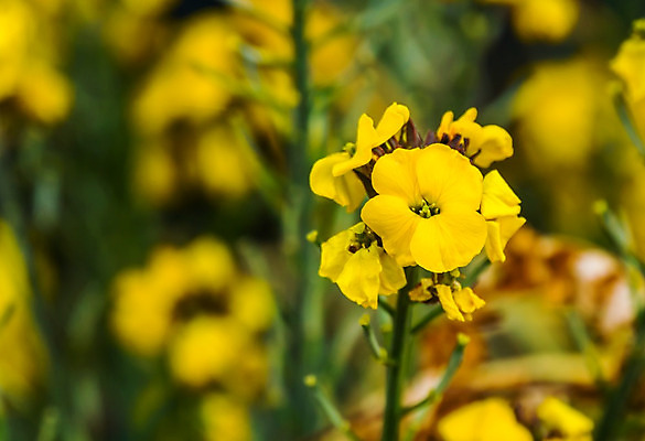 포토 JPG 해외이미지 식물 계절 꽃 유럽 백그라운드 자연 종류 사람없음 장식 여름 노란색 정원 봄 활발 벚꽃 개화 머스터드 허브 원예 양배추 강렬 뒤뜰 인기 세련 해외202004 해외포토 나라 컬러 컨셉 채소 취미 소스_음식 생태계 파일형식 이미지허브
