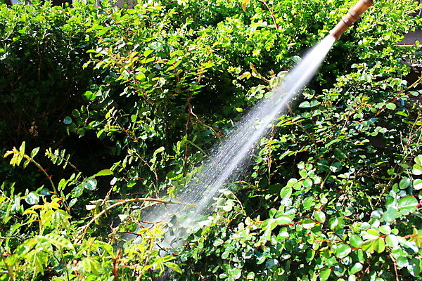 포토 JPG 해외이미지 식물 포즈 자연 주택 풍경 사람없음 초록색 물 정원 맑음 신선 잡초 청소 오브젝트 물주기 원예 조경 스프레이 분무기 호스 뒤뜰 원예사 해외202004 해외포토 자연요소 직업 컬러 모션 날씨 취미 건물 생태계 파일형식 이미지허브