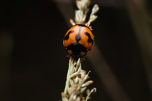 포토 JPG 해외이미지 동물 곤충 태국 자연 사람없음 빛 고요 무당벌레 내추럴 해외202004 해외포토 아시아 생태계 파일형식 이미지허브