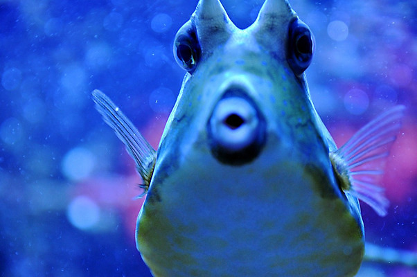 포토 JPG 해외이미지 동물 1 바다 자연 어류 사람없음 물 컬러풀 노란색 머리 수중 독약 입 산호 다이빙 소금 태평양 암초 수족관 깊이 소금물 이국적 특별함 해외202004 해외포토 자연요소 컬러 컨셉 신체부위 수영 수중동물 자포동물 생태계 수중스포츠 파일형식 이미지허브