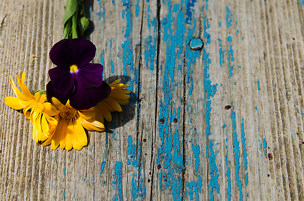 포토 JPG 해외이미지 식물 꽃 백그라운드 잎 꽃무늬 자연 벽지 탁자 표면 프레임 미술 사람없음 목재 장식 컬러풀 갈색 우주 정원 수확 벚꽃 시골 널 질감 옛날 해외202004 해외포토 나무 컬러 가구 무늬 농업 재료 문화예술 생태계 파일형식 이미지허브