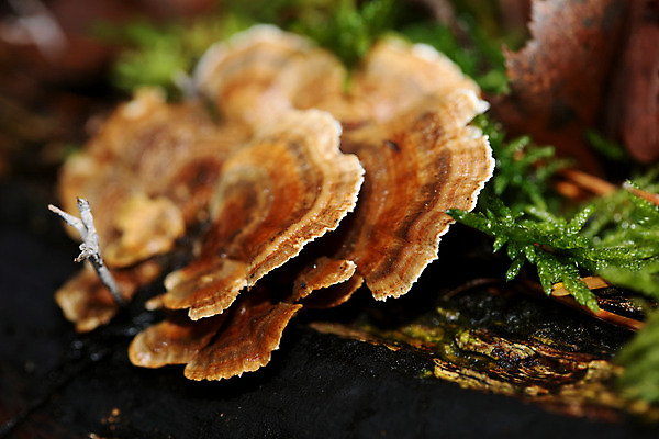 포토 JPG 해외이미지 나무 식물 계절 아시아 야생동물 꽃무늬 자연 종류 이끼 동양인 사람없음 야외 목재 장식 여름 갈색 버섯 젖음 촉촉함 성장 신선 황무지 숲 나무껍질 말레이시아 내추럴 곰팡이 삼림지대 생태학 썩음 아열대 해외202004 해외포토 동물 교육 꽃 나라 컬러 무늬 재료 인종 껍질 생태계 파일형식 이미지허브