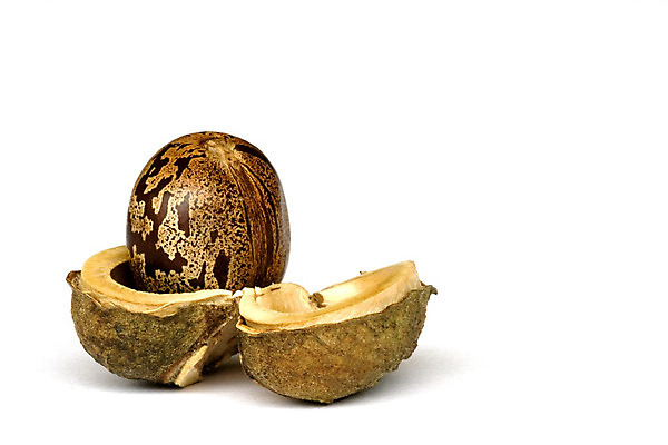 포토 JPG 해외이미지 식물 산업 농업 자연 씨앗 사람없음 농장 묘사 유기농 고무 내추럴 고립 꼬투리 라텍스 심기 해외202004 해외포토 웰빙 모션 생태계 파일형식 이미지허브