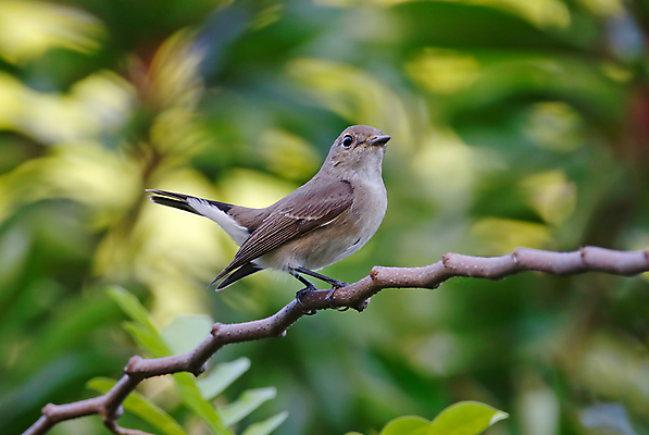 포토 JPG 해외이미지 나무 동물 여자 남자 아시아 얼굴 야생동물 백그라운드 날개 자연 조류 사람없음 야외 목재 가로 초록색 컬러풀 머리 환경 나뭇가지 막대기 닫기 숲 깃털 꼬리 부리 서식지 생태학 이국적 해외202004 해외포토 식물 교육 나라 컬러 재료 모션 사람 신체부위 생태계 파일형식 이미지허브