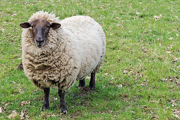 포토 JPG 해외이미지 동물 밭 사람없음 초록색 농장 흰색 양 양모 해외202004 해외포토 컬러 농업 포유류 직물 파일형식 이미지허브