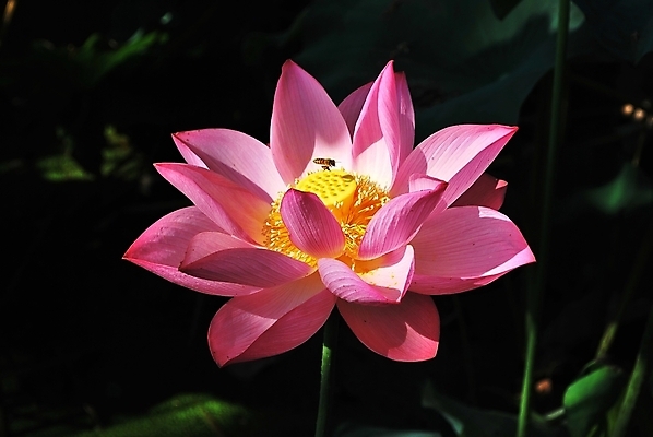 포토 JPG 해외이미지 계절 공원 꽃잎 꽃 종교 문화 선 분홍색 여행 곤충 백그라운드 컨셉 잎 불교 추상 연꽃 사람없음 초록색 여름 평화 정원 일본 침묵 고요 기쁨 벚꽃 흰색 연못 사찰 벌 가득함 심볼 순수 명상 꽃가루 꿀 해외202004 해외포토 식물 동물 공공시설 감정 아시아 컬러 무늬 종교건축 소리 가루 파일형식 이미지허브