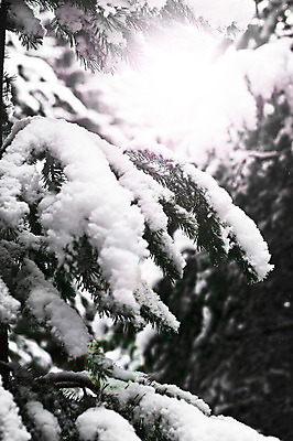 포토 JPG 해외이미지 계절 로우앵글 컨셉 겨울 자연 날씨 사람없음 야외 세로 초록색 햇빛 태양 얼음 추위 흰색 나뭇가지 신선 소나무 서리 무거움 1월 해외202004 해외포토 자연요소 나무 뷰포인트 컬러 날짜 무게 생태계 파일형식 이미지허브