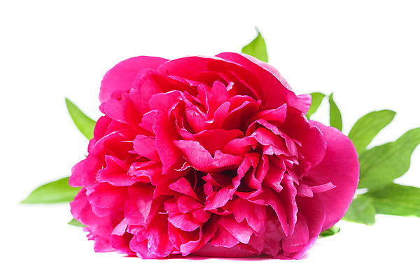 포토 JPG 해외이미지 식물 1 꽃잎 꽃 줄기 분홍색 잎 꽃무늬 자연 선물 사람없음 가로 빨간색 초록색 여름 장미 정원 봄 흰색 오브젝트 싱글 고립 작약 해외202004 해외포토 계절 컬러 무늬 생태계 파일형식 이미지허브